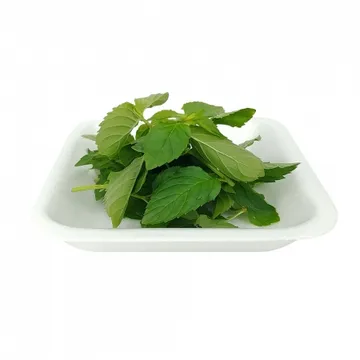 그린팜 생 페퍼민트 약 10g 1팩