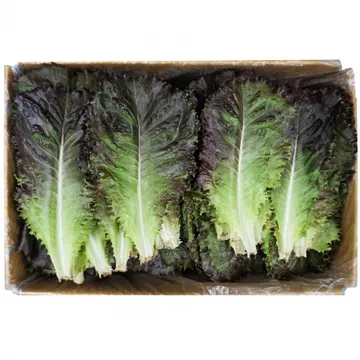 그린팜 생 적로메인 약 1.8kg