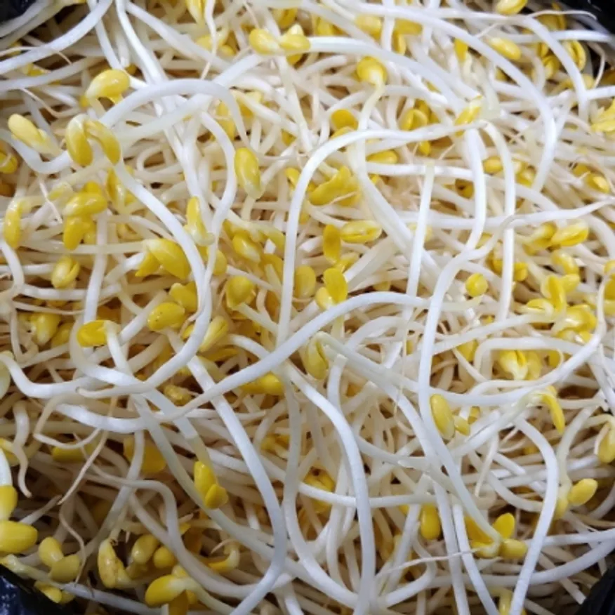 일자콩나물 콩:중국산 1kg 이미지