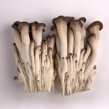 느타리버섯 스티박스/국내산 2kg/박스