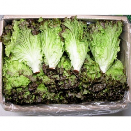 포기상추(국내산) 4kg/박스 - 최저가 사업자 식자재 | 식봄