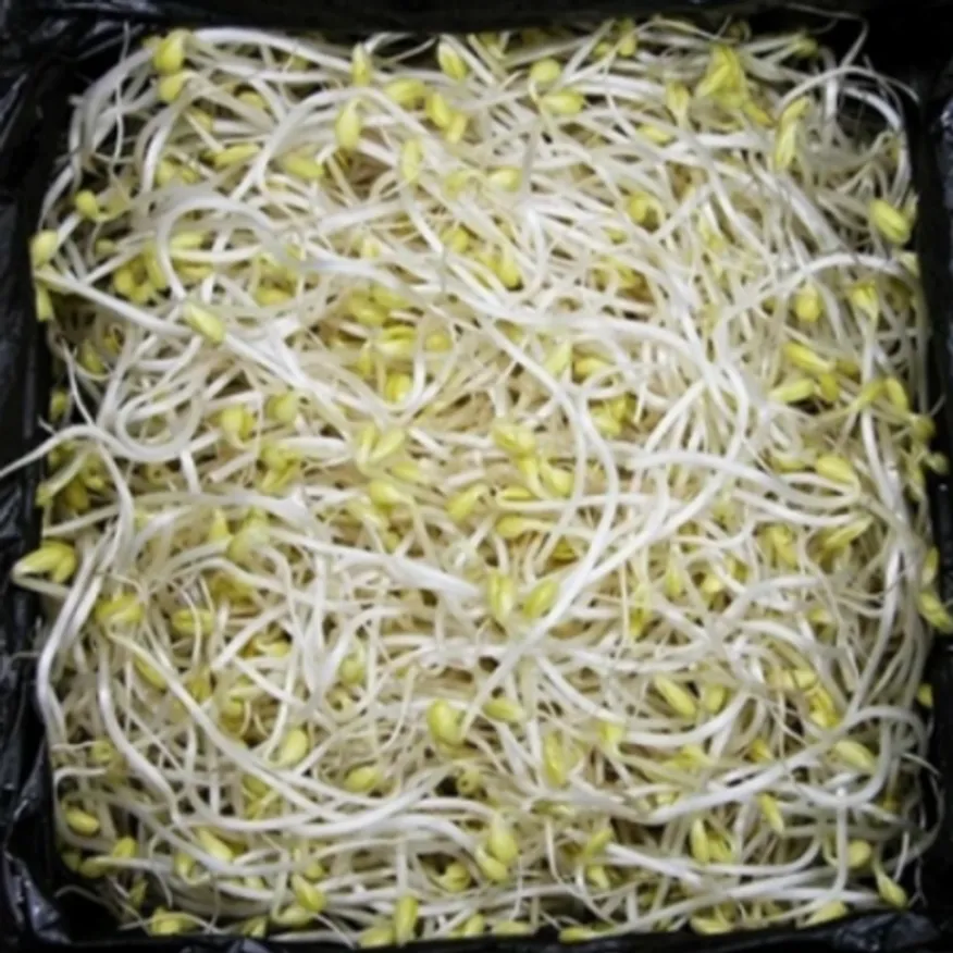 곱슬이콩나물 중국산 3.5kg내외/박스 이미지