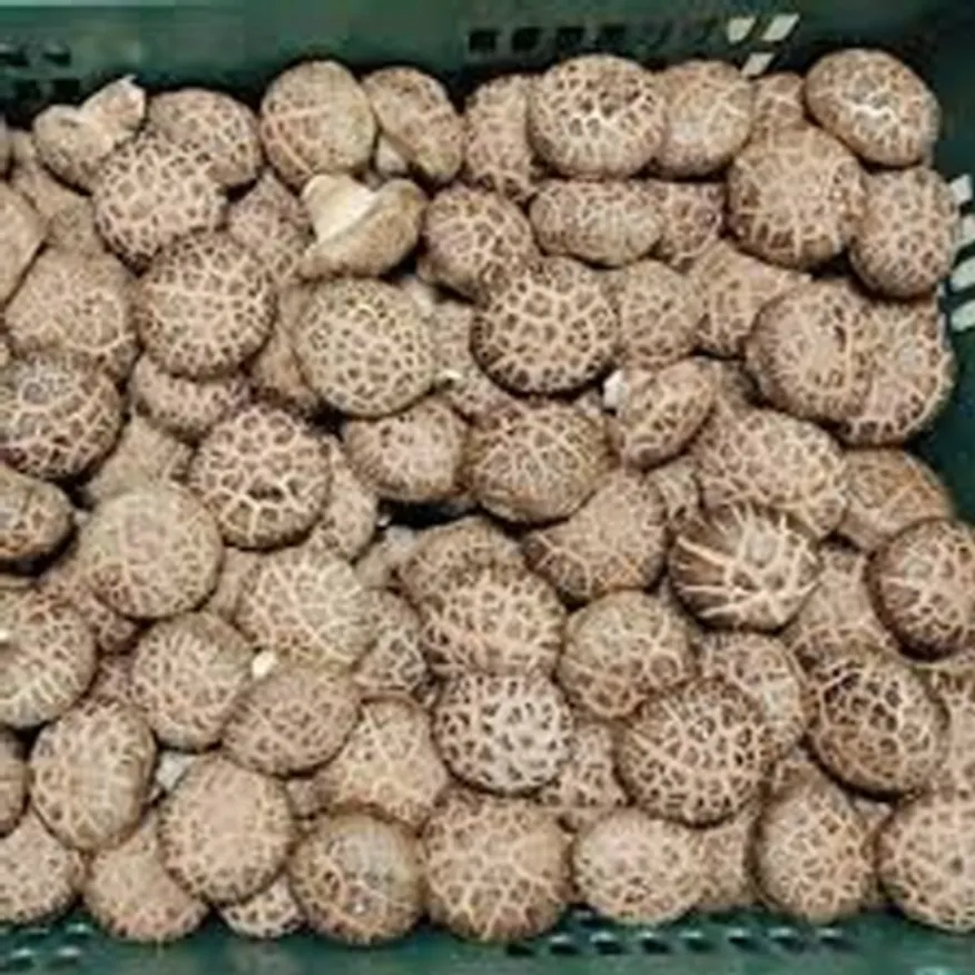 표고버섯 중국산 4kg/박스 이미지