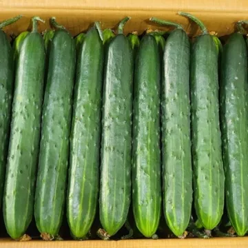 청오이 특/50입/8kg내외/국내산 1박스