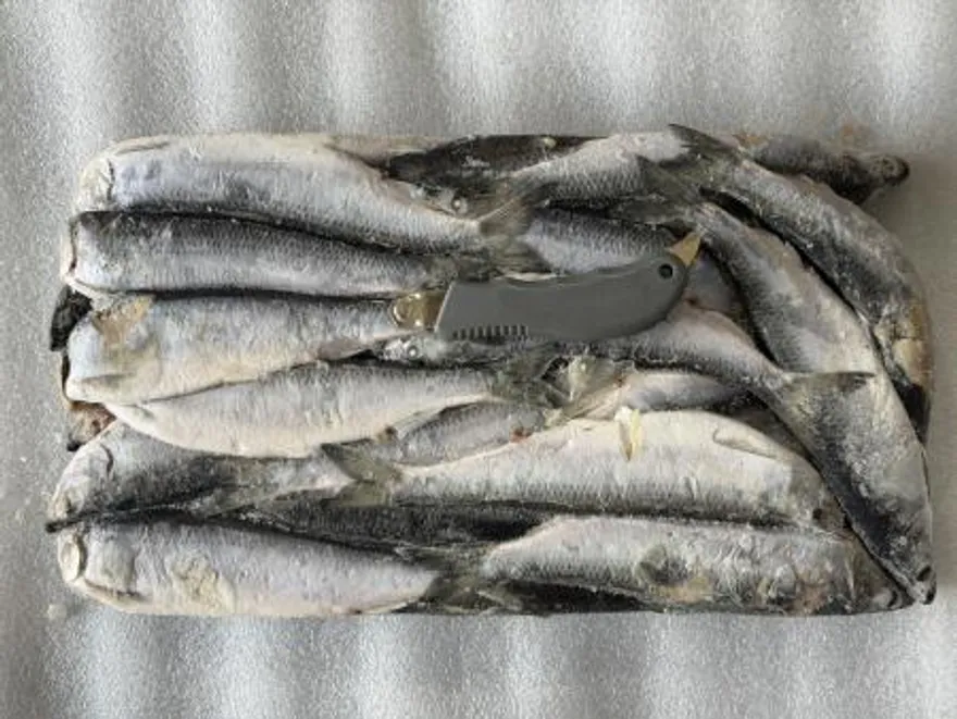 청어13kg 25cm 약50마리 청어조림 과메기 대용량 이미지