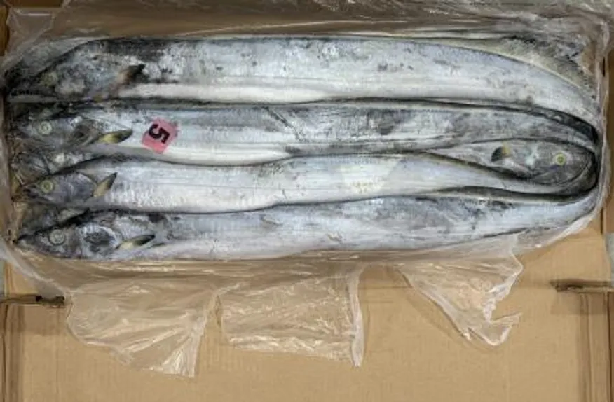 갈치 세네갈 500-700 8kg 13미내외 업소용 대용량 아이스팩 무료 이미지