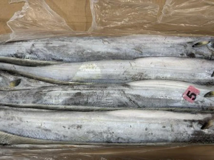 갈치 세네갈 500-700 8kg 13미내외 업소용 대용량 아이스팩 무료 이미지