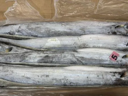 갈치 세네갈 500-700 8kg 13미내외 업소용 대용량 아이스팩 무료 이미지