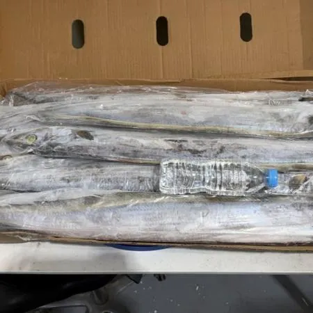 갈치 700-900 오만 8kg 채낚