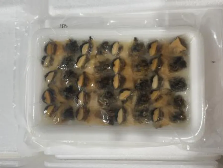 초참소라5g(100g*10팩) 아이씨 초밥용 대용량 뷔페 이미지