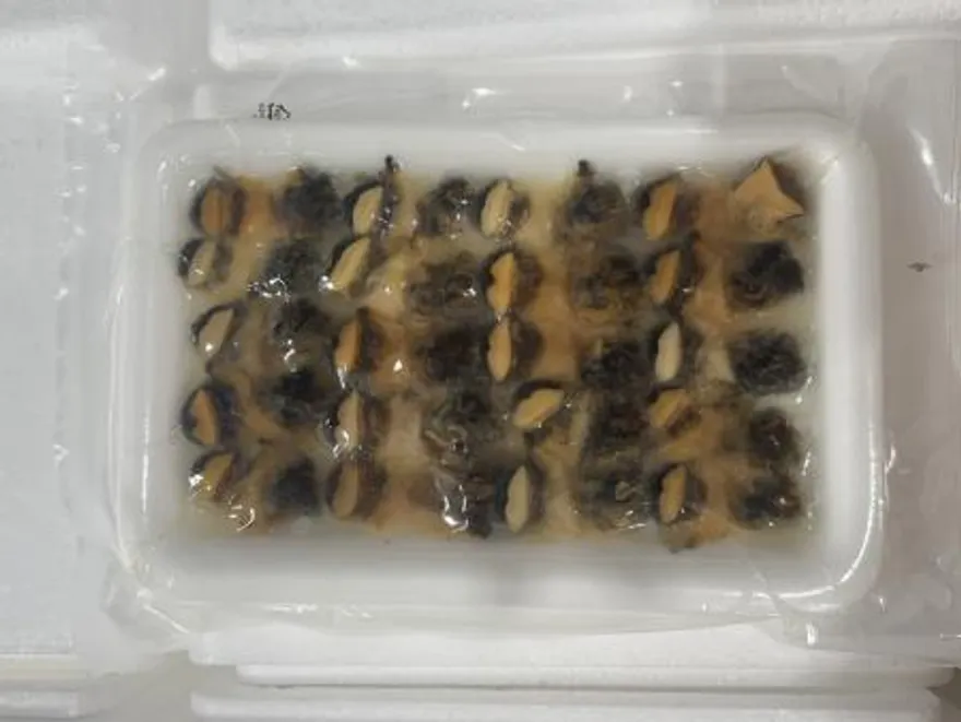 초참소라5g(100g*10팩) 아이씨 초밥용 대용량 뷔페 이미지