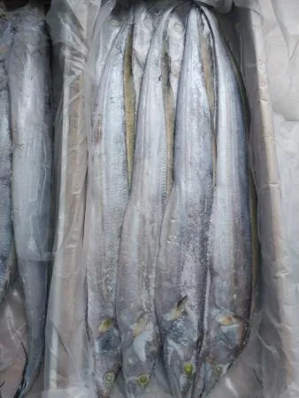 갈치 700-900 오만 8kg 채낚