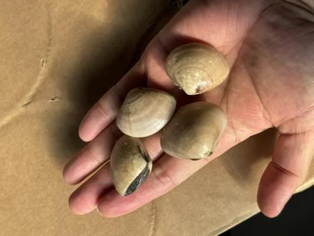 냉동 백합조개 1kgX5개 조개탕 파스타 봉골레 대용량 업소용 (아이스팩 포함) 이미지