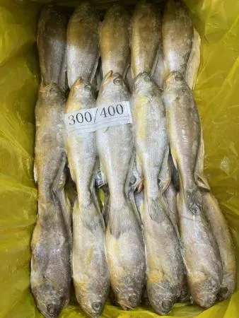 냉동 조기 300/400 3.6kg