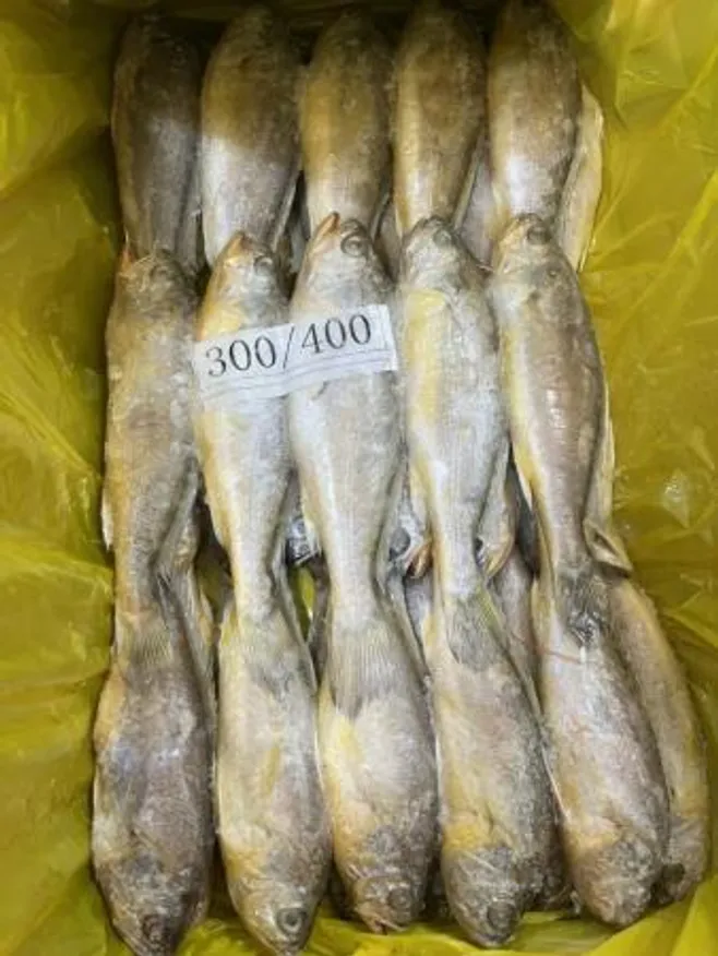 냉동 조기 300/400 3.6kg 이미지