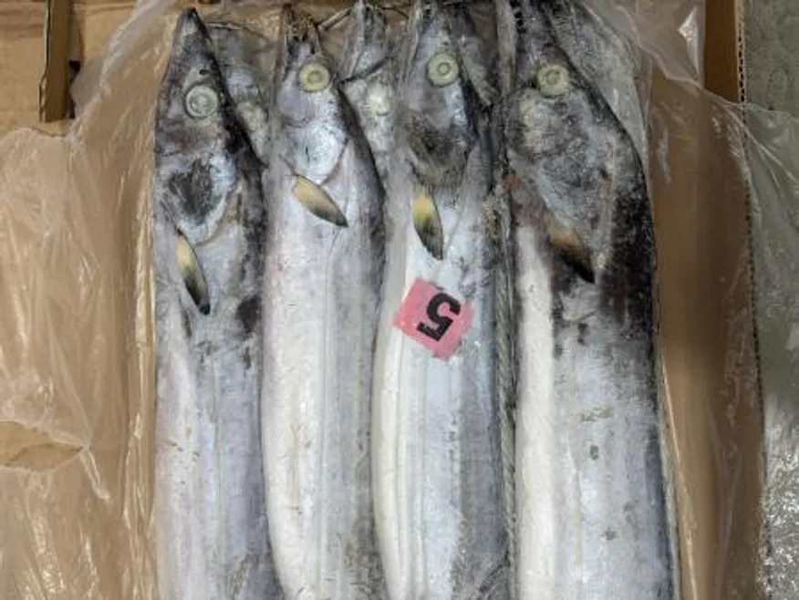 갈치 세네갈 500-700 8kg 13미내외 업소용 대용량 아이스팩 무료 이미지