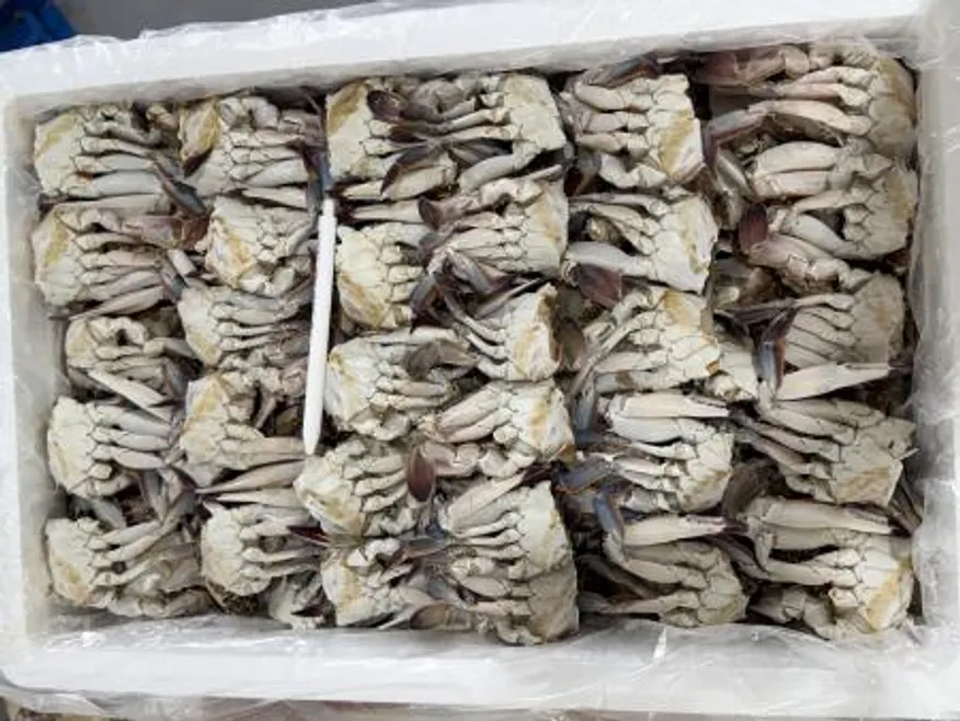 절단꽃게 L 10kg 국산 샤브샤브 무침용 이미지