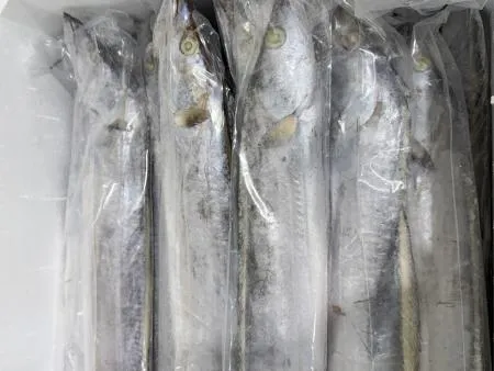 갈치 오만 500-700 8kg 13미내외 채낚 이미지