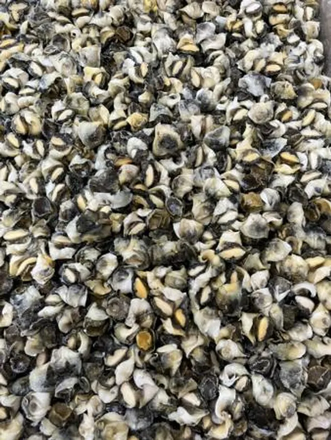 참소라3s 10kg 터키산 이미지