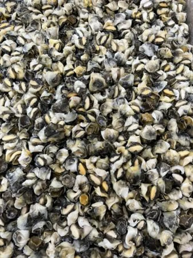 참소라3s 10kg 터키산 이미지