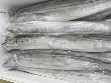 갈치 세네갈 500-700 8kg 13미내외 업소용 대용량 아이스팩 무료