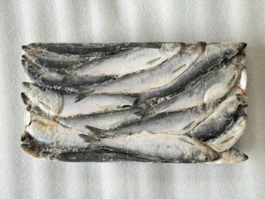 청어13kg 25cm 약50마리 청어조림 과메기 대용량 이미지