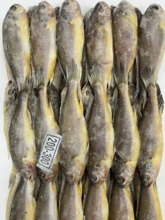 참조기 200/300 3.4kg 