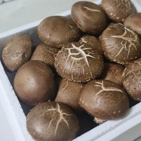 ★당일경매특가★표고버섯(특/1kg/국내산)