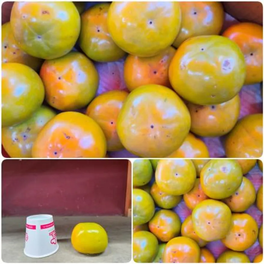 야과몰 아삭아삭 달달 맛있는 제철 과일 단감 7kg (1kg 당 5~6과 내외) 비닐포장x (벌크) 이미지