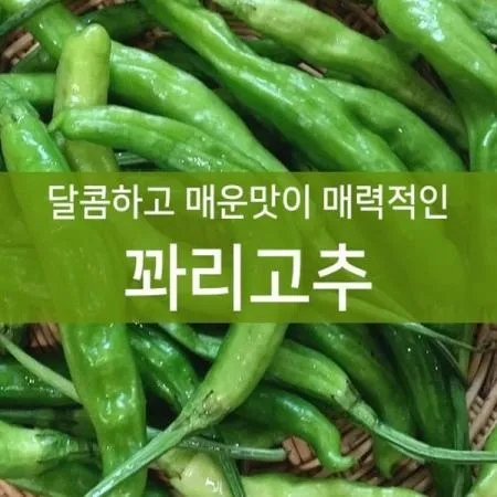 국내산 꽈리고추 1kg 새벽경매 신선한 식재료
