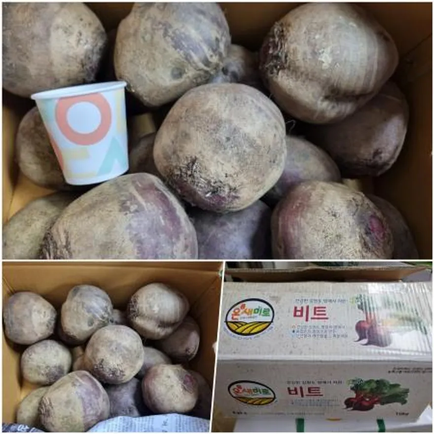 야과몰 흙냄새 가득 국내산 진짜 비트 (중) 10kg 새벽 경매 후 발송 이미지