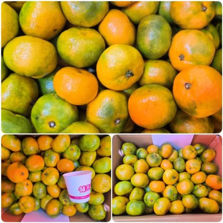 야과몰 가정용 못난이 귤 5kg S~2S 소과 랜덤발송 과즙가득 못생겨도 맛은 완벽 :D 이미지