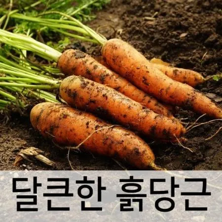 야과몰 국내산 비타민 A의 황제 달큰한 못난이 흙당근 1kg