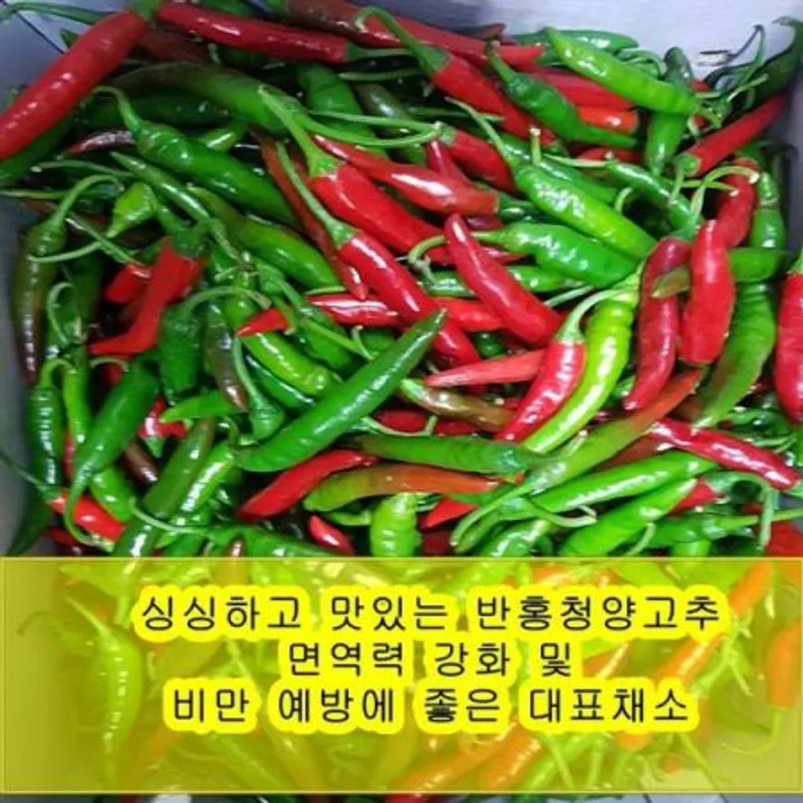 야과몰 싱싱 반홍 청양고추 (1kg) 이미지