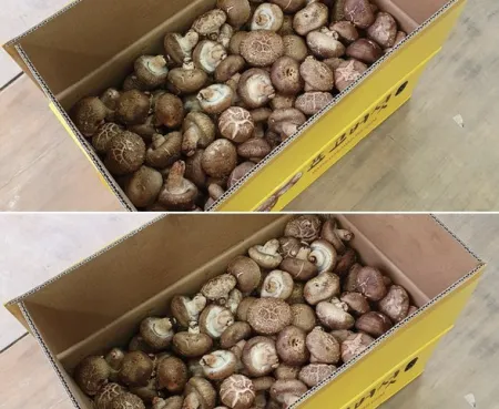 야과몰 향이좋고 씹는맛이 풍부한 표고버섯(수입) 4kg 이미지