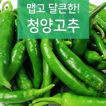 야과몰 국내산 맵고 달큰한 청양고추 3kg