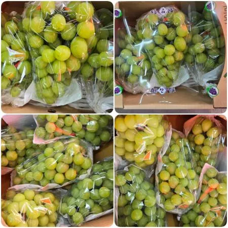 [야과몰] 국내산 껍질째 먹는 고당도 샤인머스켓 2kg (3~4송이) 내외 가정용 선물용 과일 이미지
