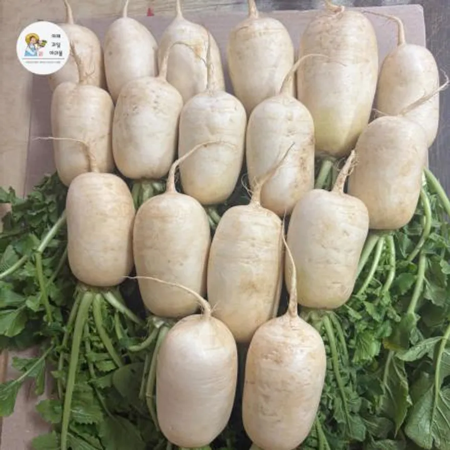 야과몰 국내산 고랭지 총롱무 알타리 5kg ★주문시 초롱무로 발송됩니다★ 이미지
