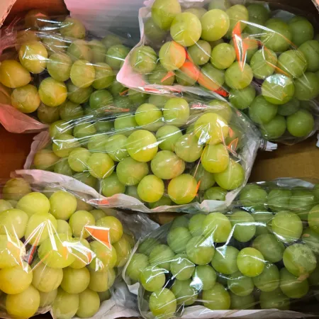 [야과몰] 국내산 껍질째 먹는 고당도 샤인머스켓 4kg(4~6송이) 내외 가정용 선물용 과일