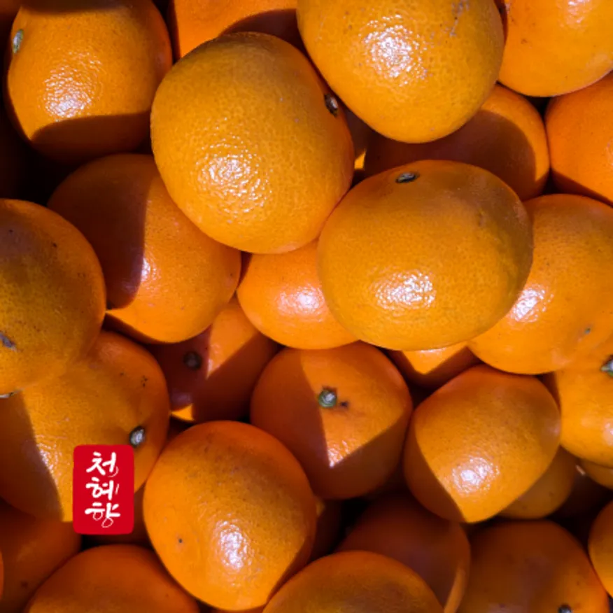 달콤한 국내산 천혜향 3kg 프리미엄 신선과일 (1kg당 6개내외) 이미지