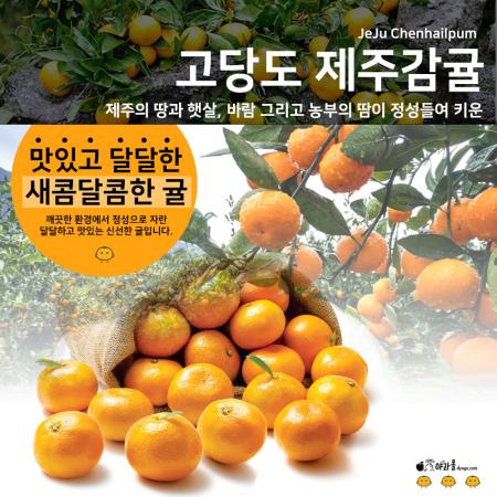 야과몰 국내산 제주 감귤 달콤하고 신선한 귤 가정용 맛있는 귤 5kg 사이즈 S~2S 랜덤발송