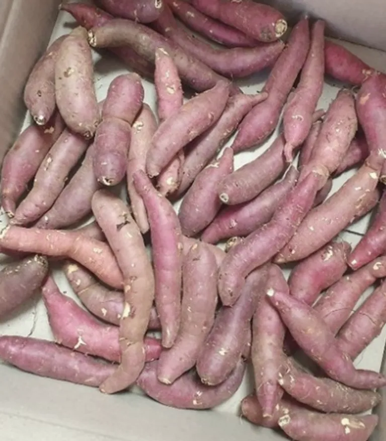 야과몰 맛있고 달콤한 한입 고구마 쫄고구마 3kg 이미지