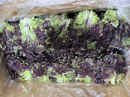 포찹 (꽃상추) / 국내산 / kg