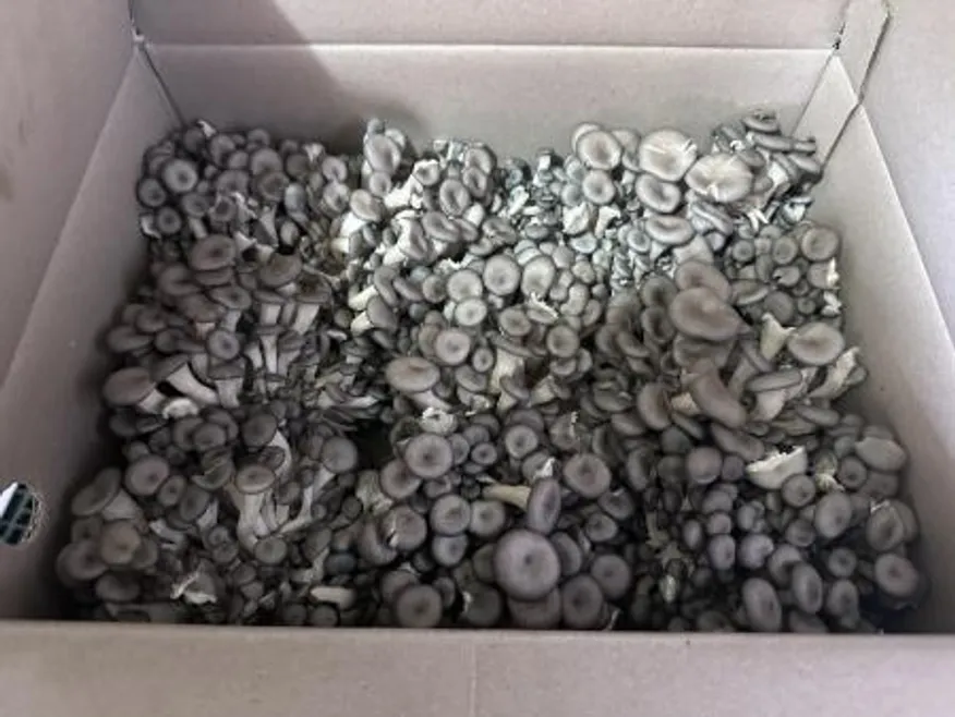 애느타리버섯 / 2kg / 국내산 / box 이미지