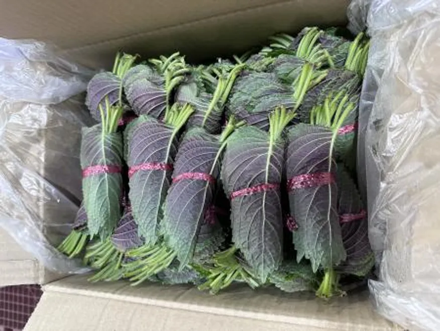 깻잎 / 국내산 / ea 이미지