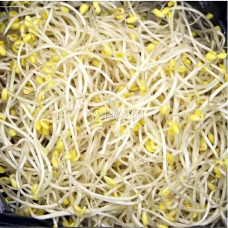 ★식봄 초초특가(50개한정)★ 콩나물(곱슬이/윤슬)3.5kg(박스)