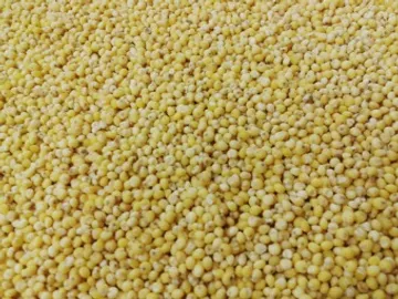 찰기장/수입산/1kg)