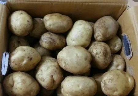 *농산물(감자/햇/왕왕/20kg)