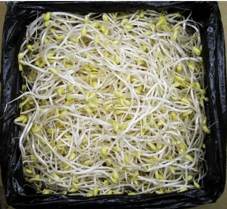 ★식봄 초초특가(50개한정)★ 콩나물(일자/윤슬)3.5kg(박스)