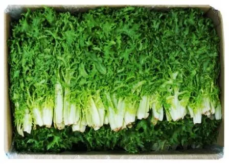 *농산물/치커리(박스)2kg
